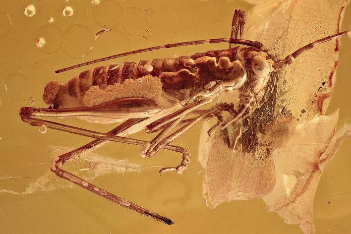 Very Detailed Fossil Cricket (Gryllidae) In Baltic Amber #330720